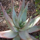 Aloe petricola (South Africa) available 8.5cm and 12cm Ø
